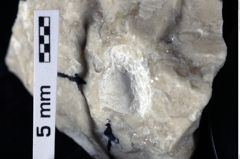 Foto (Detailansicht) von Cracensigillatus acutirostrus (Moericke, 1889) (NHMW-GEO-1990-0041-0312)